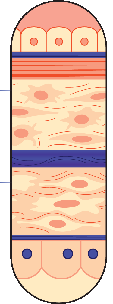 Cellution Biologics schematic of the three AmchoPlast layers: amnion, intermediate layer, chorion